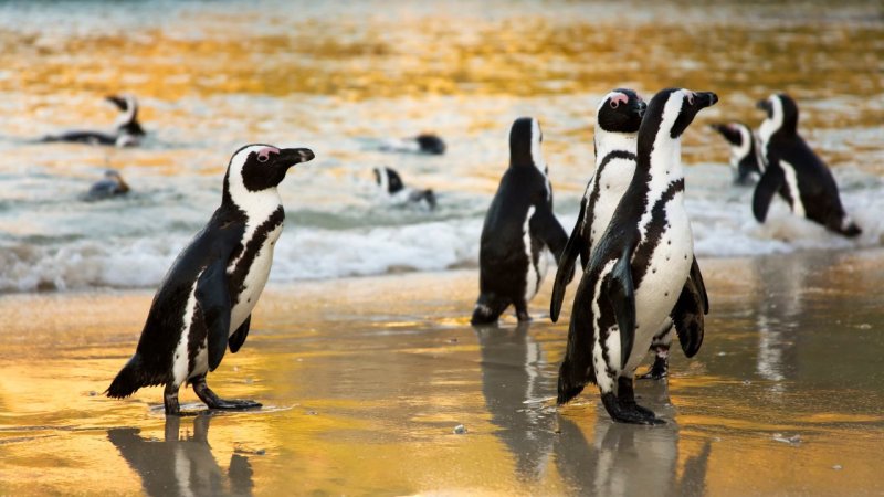 Boulders beach