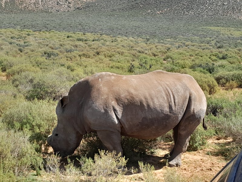 white rhino
