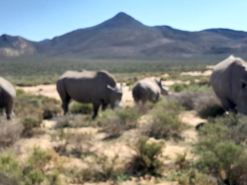 rhinos