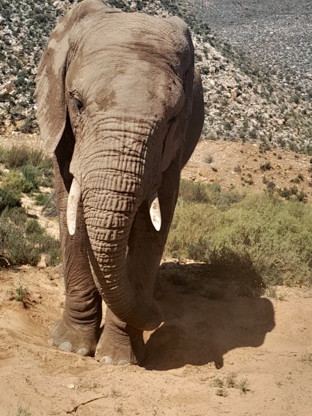 elephant
