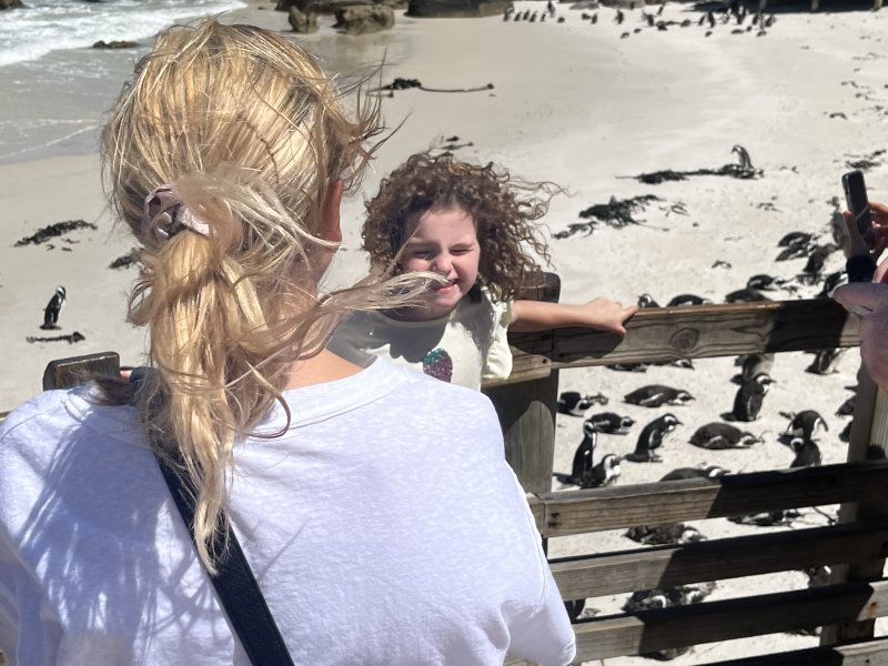 Simon’s Town penguins colony 