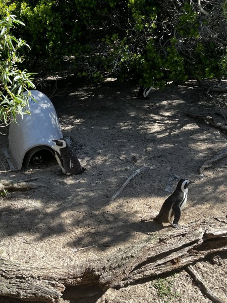 African penguins 