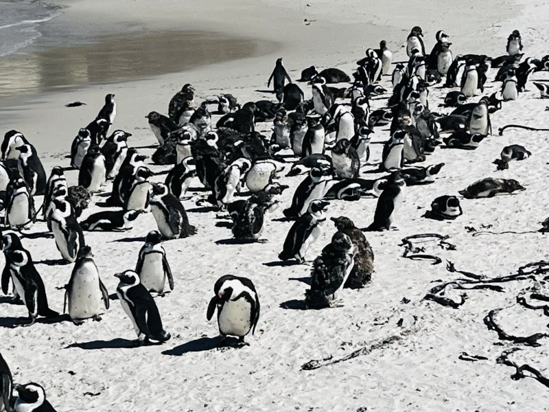 African penguins 