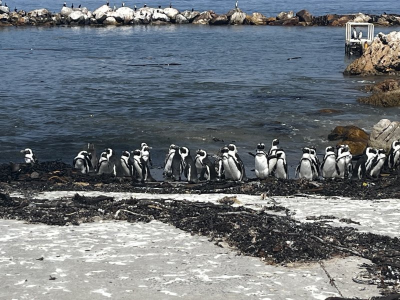 African penguins 