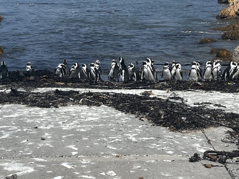 Stoni point penguins colony 