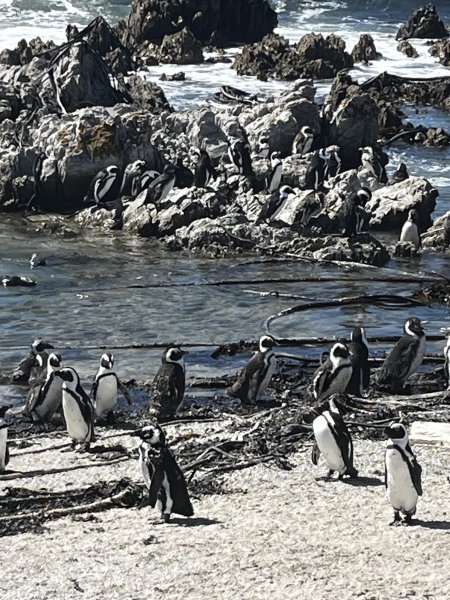 Betty’s bay penguin 