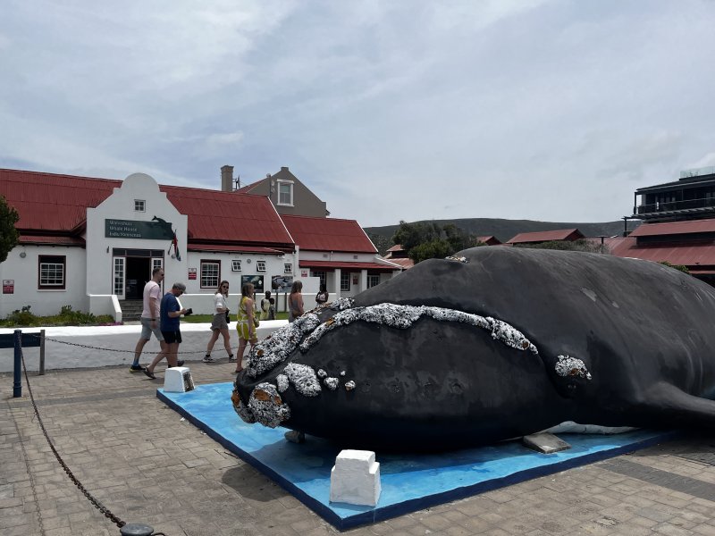 Whale gallery in Hermanus 