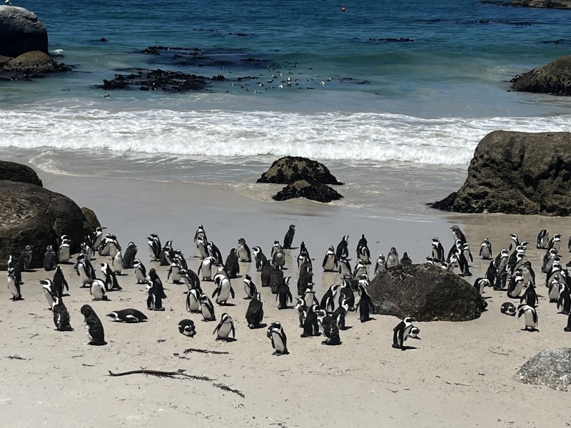 African penguins 
