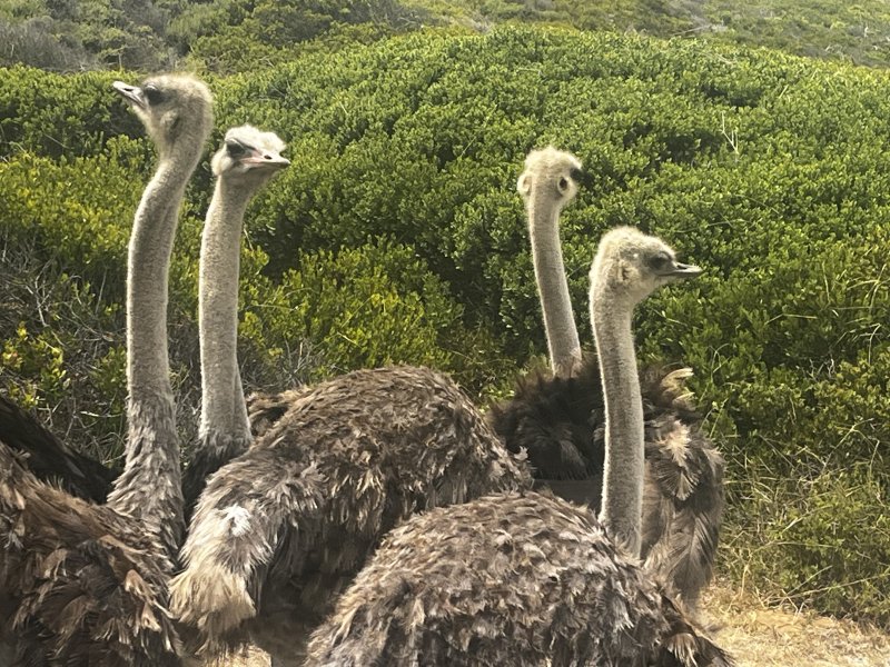 Ostriches at cape of good hope 
