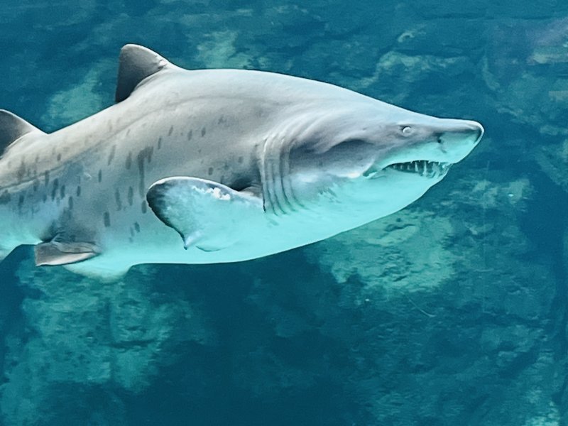 A shark 