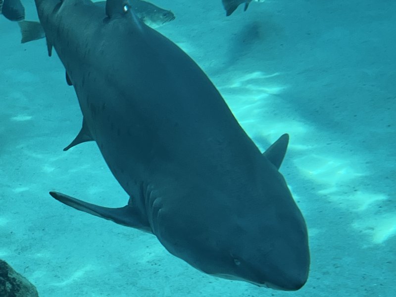 The move of the shark 