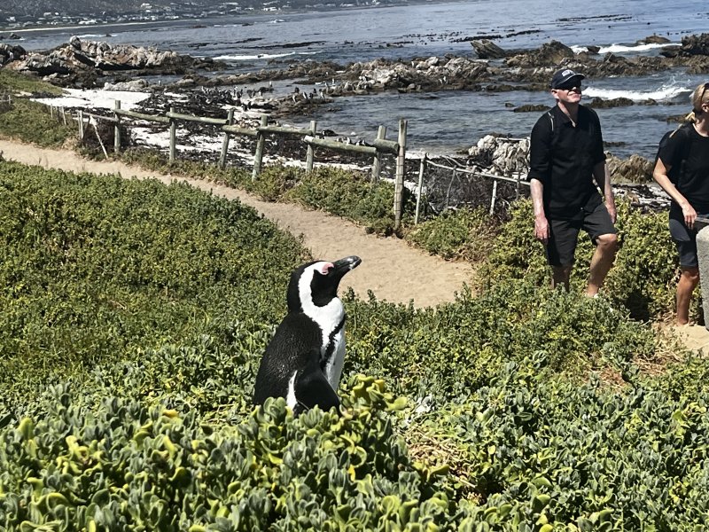African penguins at stoni point 