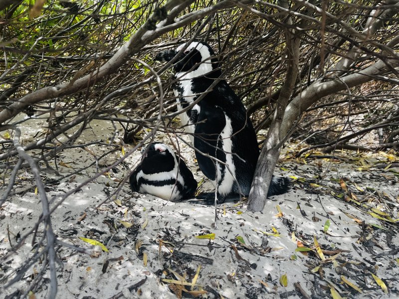 African penguins 