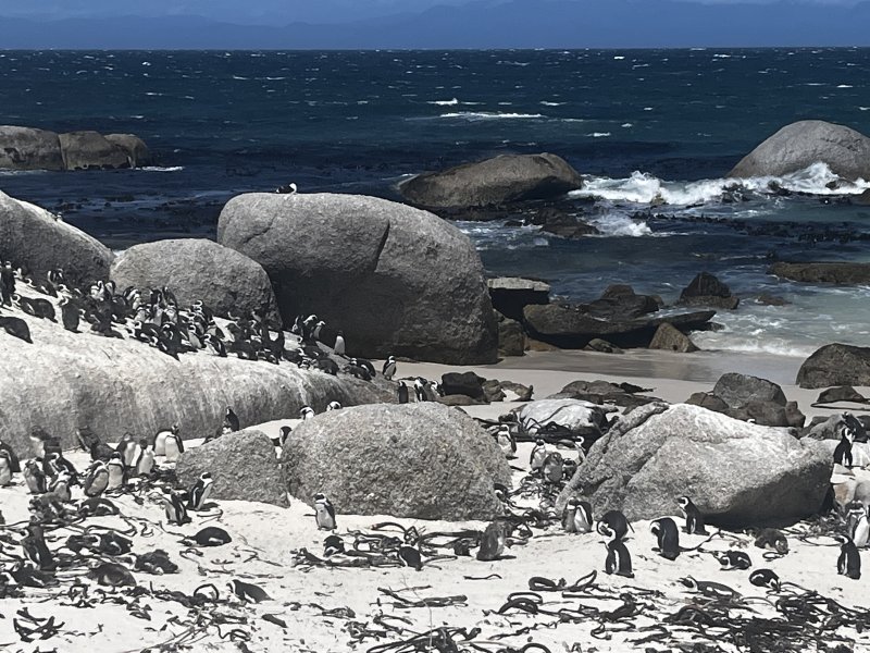 Boulders Beach penguins colony 