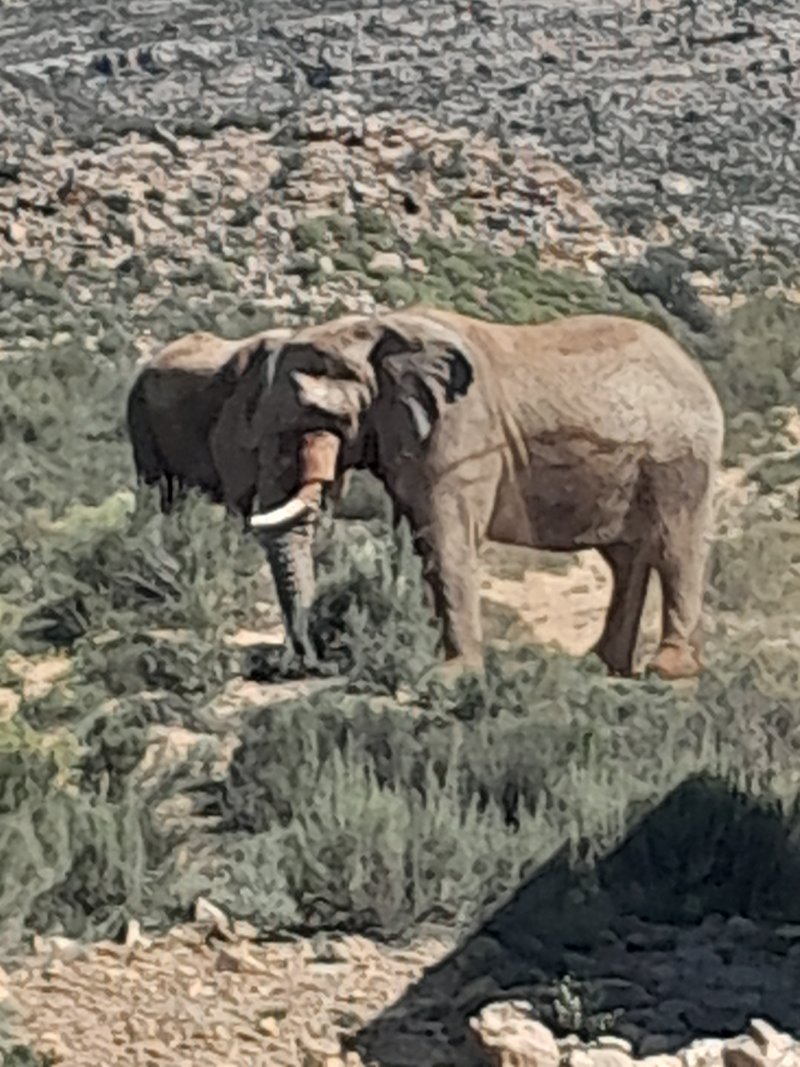 elephants