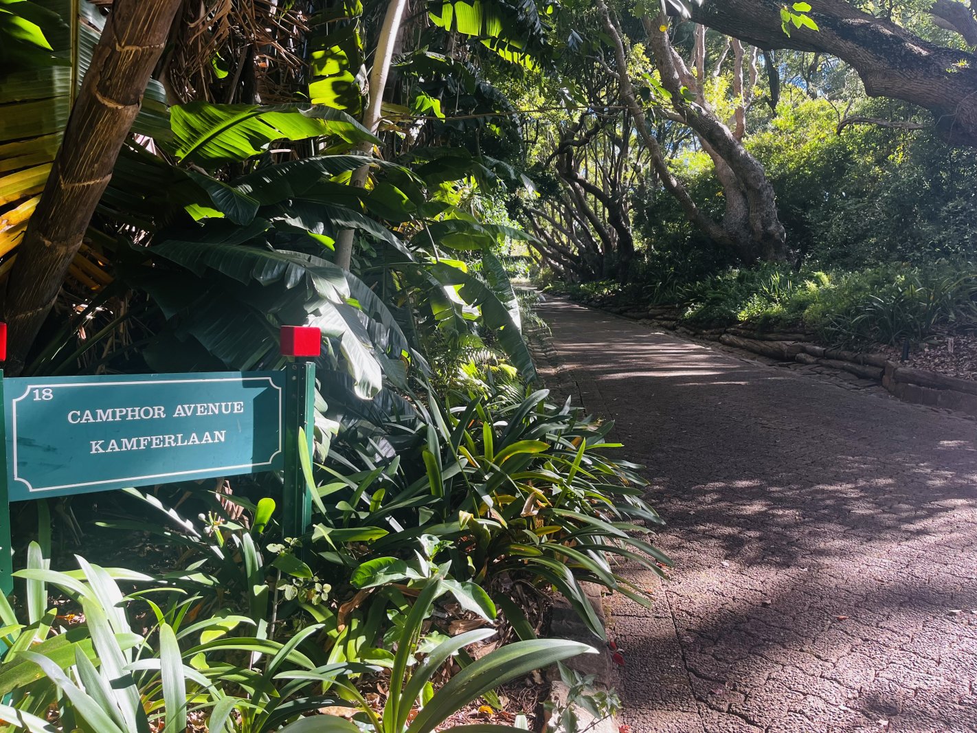 Camphor avenue 